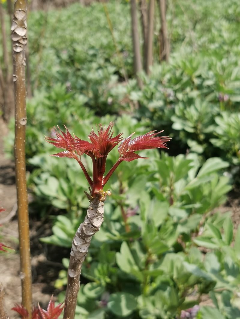 头茬香椿