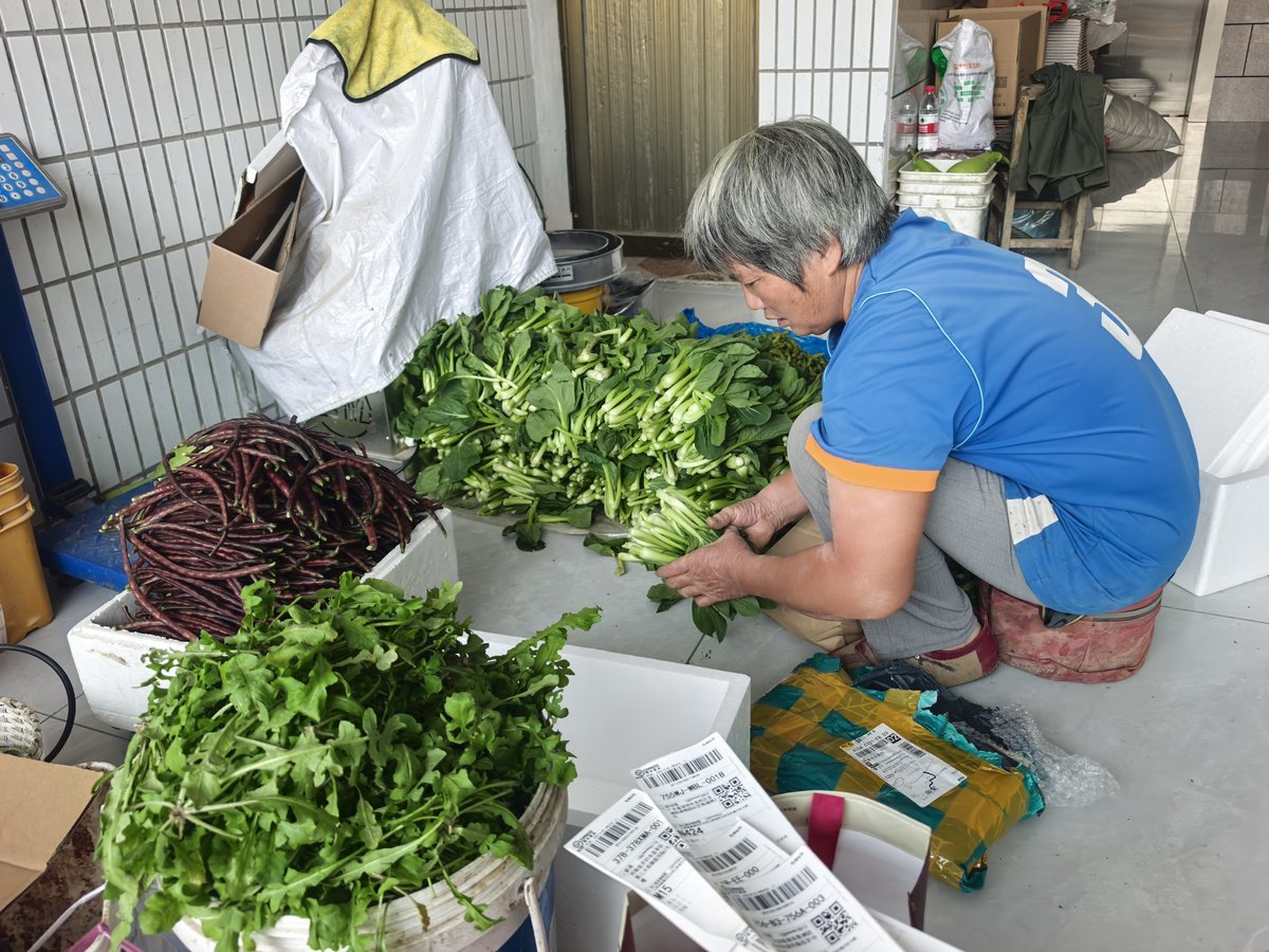 新鲜蔬菜采摘分装打包发货