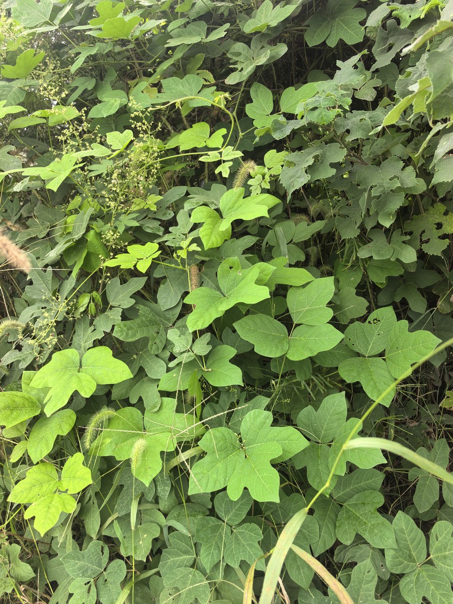秋天葛根叶落满地