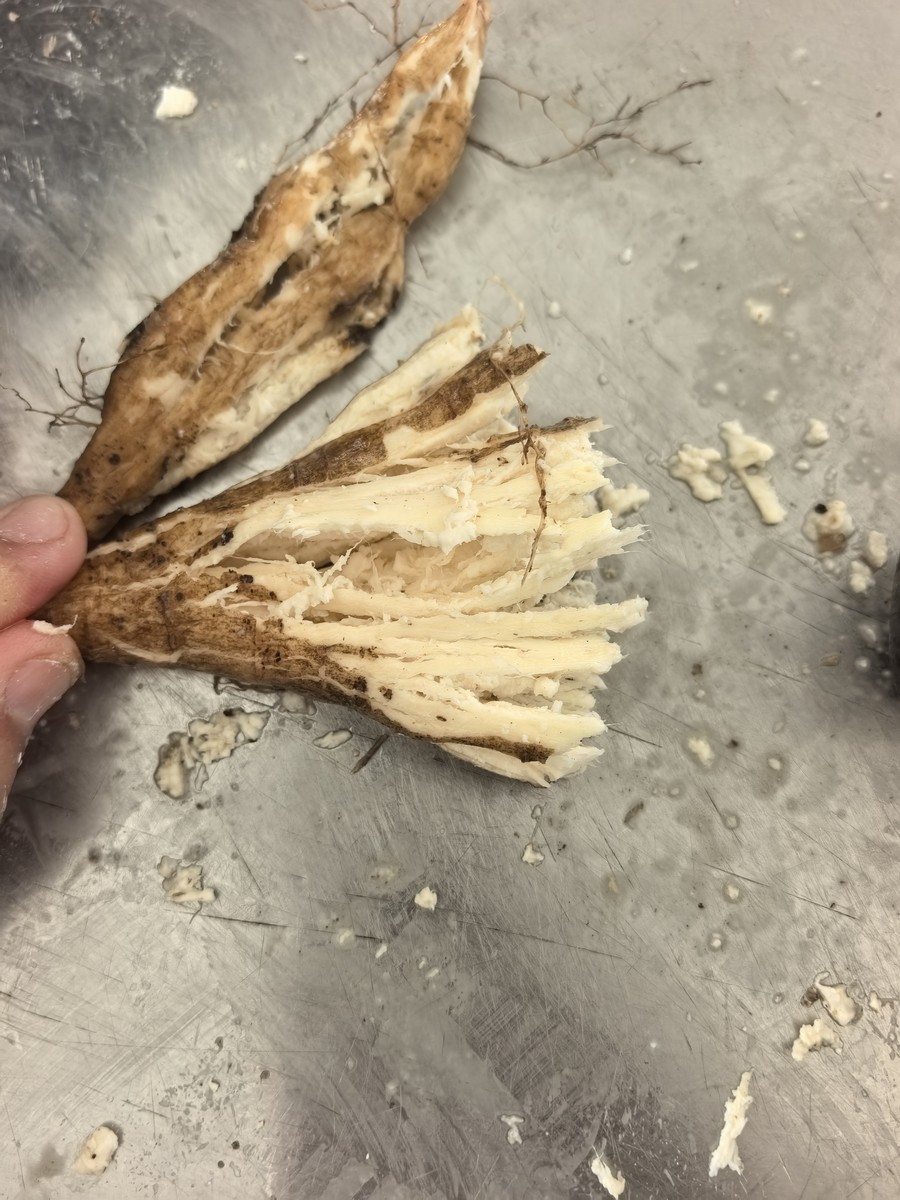 用锤子锤碎葛根